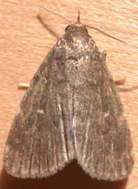 Rotund Idia
